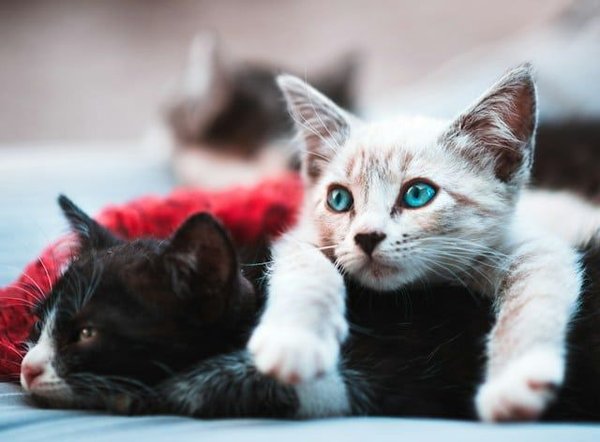 Cohabitation entre chats : Astuces pour une harmonie parfaite