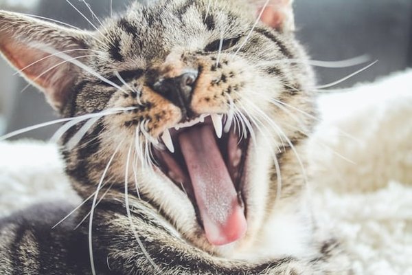 Sondages sur les chats : Participez aux discussions communautaires