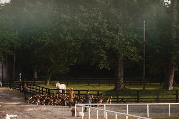 Les meilleures activités pour renforcer le lien avec votre chien
