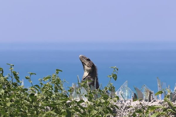Comment savoir si un gecko est heureux dans son habitat ?