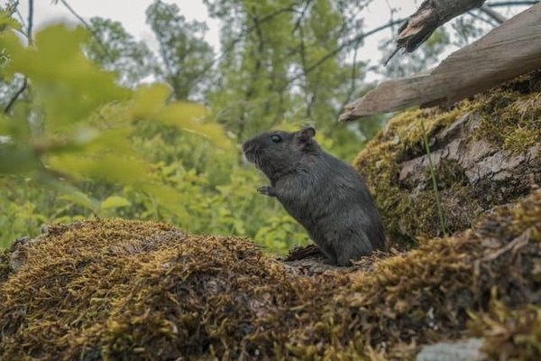 Quels jouets sont les plus appropriés pour les gerbilles ?