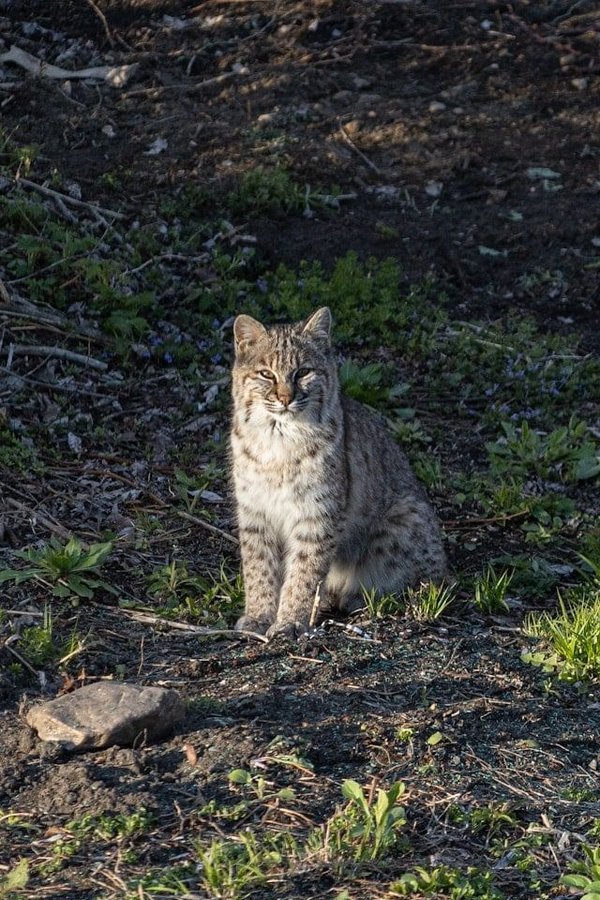 Les lynx roux : des chasseurs discrets des forêts