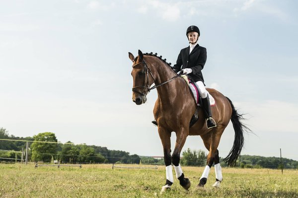 Quelles sont les techniques de dressage adaptées pour les perroquets ?