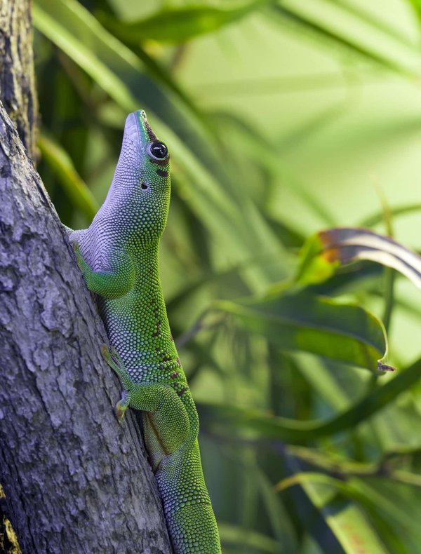 Comment créer un habitat enrichi et stimulant pour un gecko léopard ?