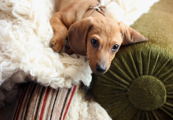 Friandises naturelles pour chiens : des délices sains pour votre compagnon canin