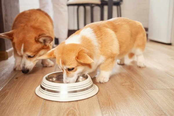 Ration ménagère pour chien : les bienfaits de cette alimentation sur l'animal