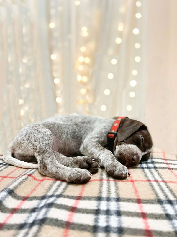 Terre de diatomée : idéal pour assainir l'environnement de votre chien