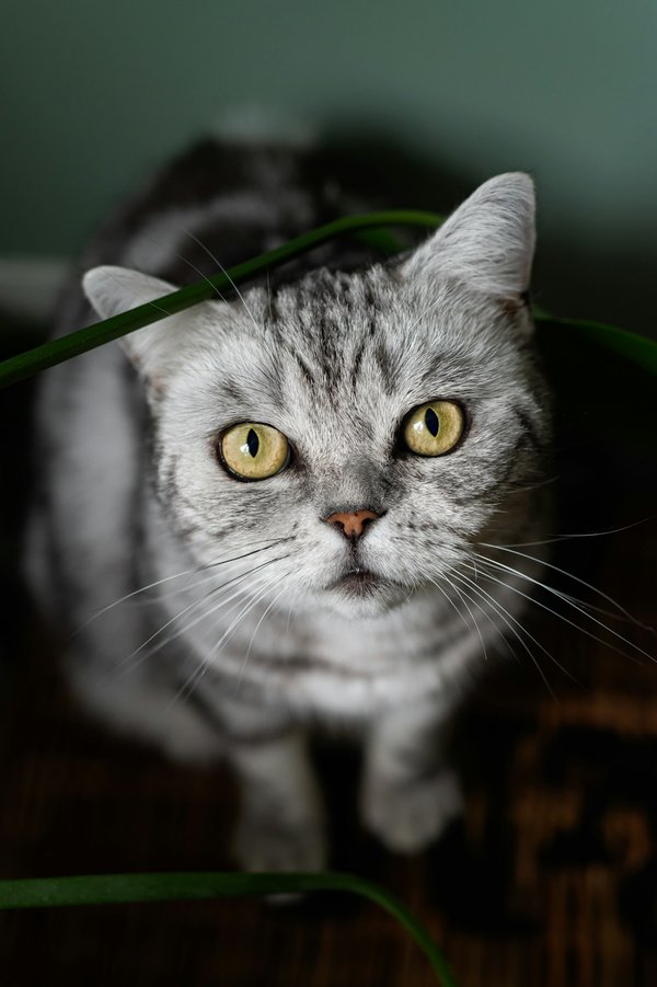 Comprendre le comportement félin chat pour un meilleur bien-être