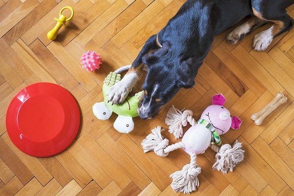 Jouets pour chien destructeur : durabilité et sécurité garanties