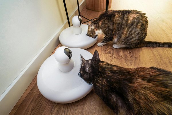 Accessoires indispensables pour chouchouter votre chat